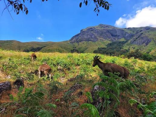 Eravikulam National Park